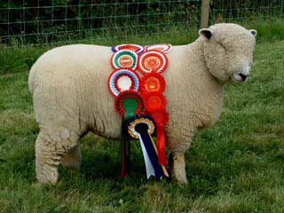 Dolwen C3 show ewe lamb [2003]