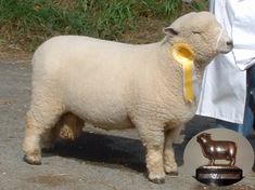 Dolwen Dafydd Ryeland Show and Sale Grist Champion - best wool and conformation [2005]