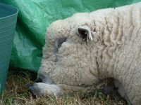 Dolwen Flapjack after a long day at Cardigan Show [2006]