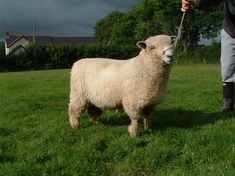 2008 Show Ramb Lamb