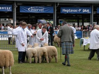 Royal Welsh Interbreed group the final cut [2004]