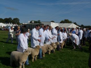 Kington ewe lamb class [2009]