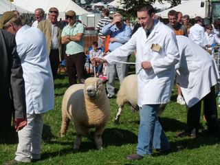 Ruslin Kilroy competing in the interbreed competition at Kington Show [2009]