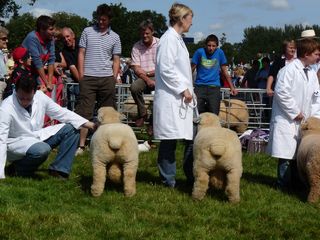 Dolwen ram lambs at Burwarton Show - Logo and Lansker (Lansker had 1st place) [2009]
