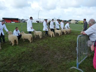 Pembrokeshire ewe lamb class [2009]