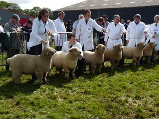 Pembrokeshire ram lamb class [2009]