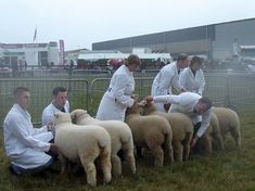 Dolwen F11 and F17 Pembrokeshires pair of ewes champions [2006]