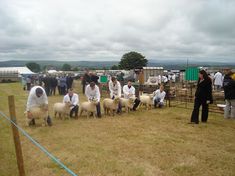 Tivyside Show ewe lamb class 2008