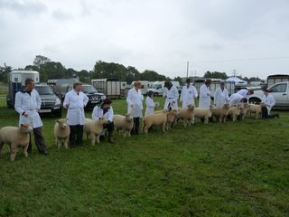 United Counties ewe class [2009]
