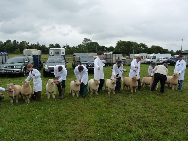 United Counties ram lamb class [2009]