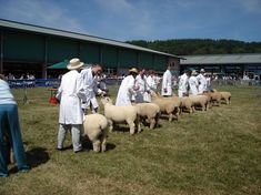 Royal Welsh shearling ewe class [2006]