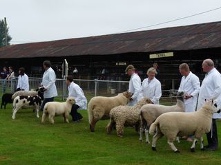 Dolwen Logo competing in the interbreed wool on the hoof competition at Shropshire West Mid [2009]